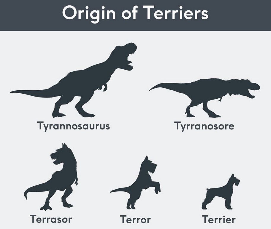 20201208 Origin of Terriers