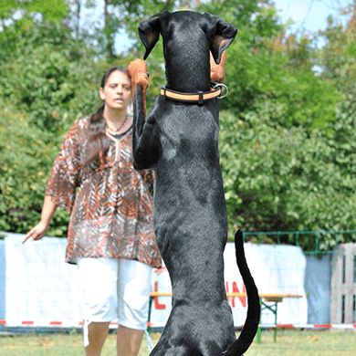 AVE-DOG-Kurs-TRIXXEN