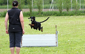 AVE-DOG Training