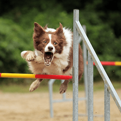 agility