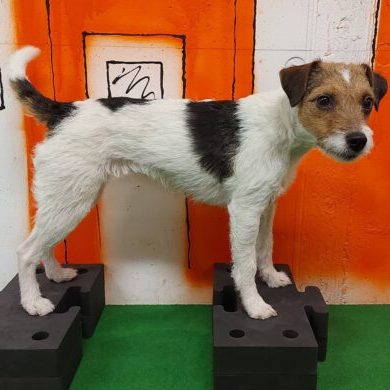 dogtivity dogtivity